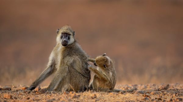 Wildlife Photography by Rudi van Aarde