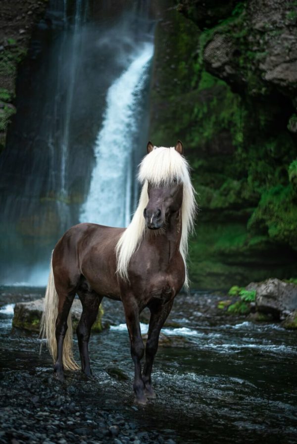 Pictures of Beautiful Horses in Breathtaking Icelandic Landscapes by Petra Marita