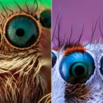Ultra-Zoomed Portraits of Spiders by Photographer Javier Rupérez