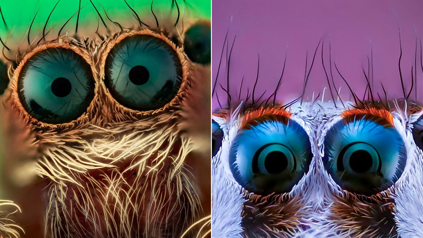 30 Ultra-Zoomed Portraits of Spiders by Photographer Javier Rupérez