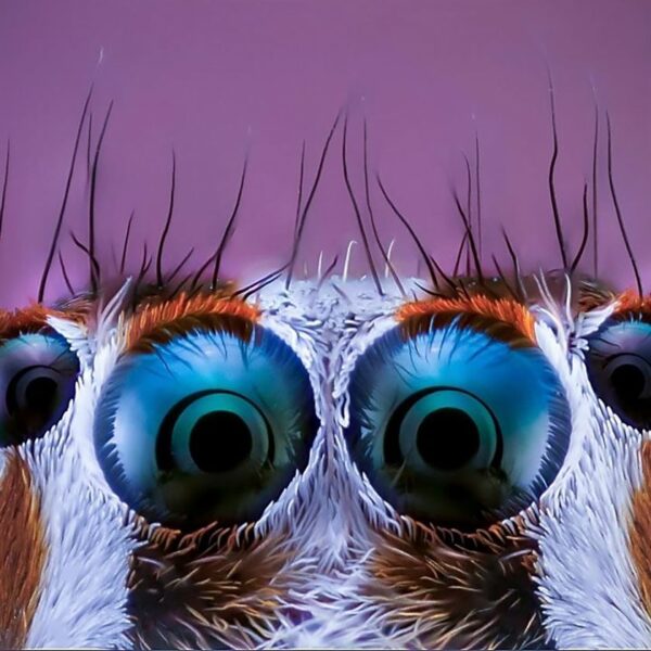 Ultra-Zoomed Portraits of Spiders by Photographer Javier Rupérez