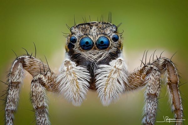 Ultra-Zoomed Portraits of Spiders by Photographer Javier Rupérez