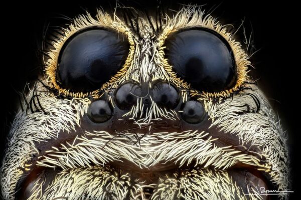 Ultra-Zoomed Portraits of Spiders by Photographer Javier Rupérez