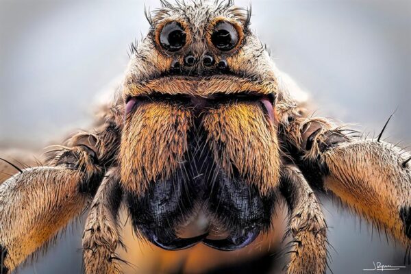 Ultra-Zoomed Portraits of Spiders by Photographer Javier Rupérez