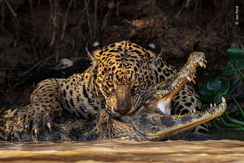 The Incredible Finalist Shots Of The Wildlife Photographer Of The Year 2024