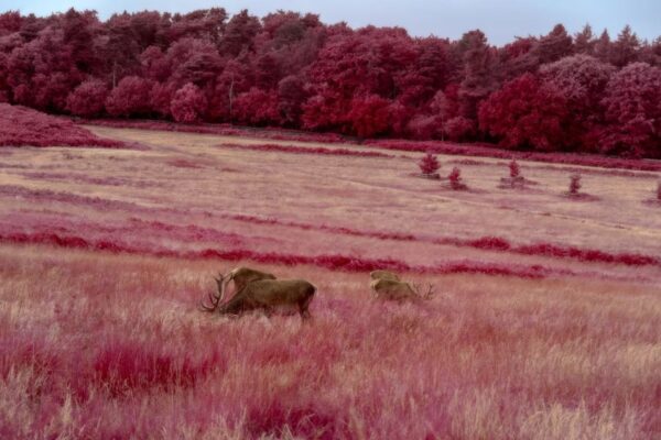 Grazing